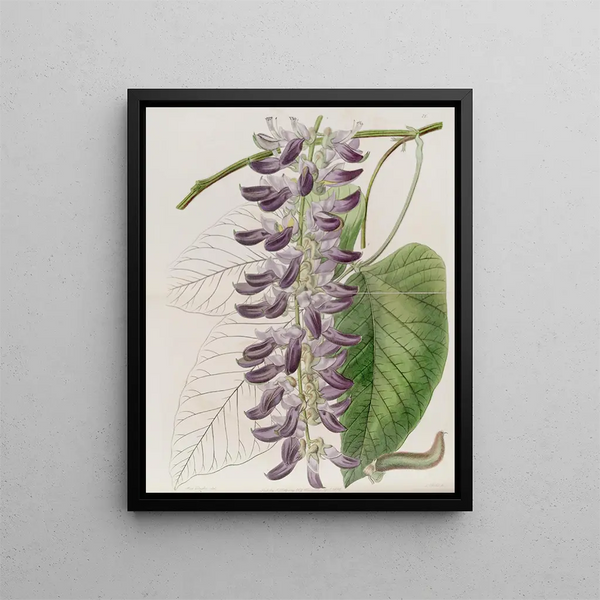 Sydenham Edwards - WestIndian Cowitch Plant.webp