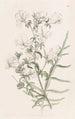 Schizanthus blanc - Sydenham Edwards — Ansicht des Kunstwerks