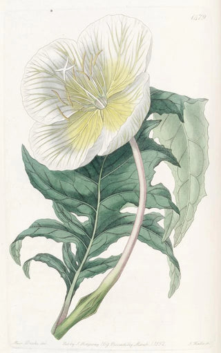 Sydenham Edwards - White Upright Evening Primrose.webp