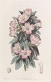 Godetia blanchâtre - Sydenham Edwards — Ansicht des Kunstwerks