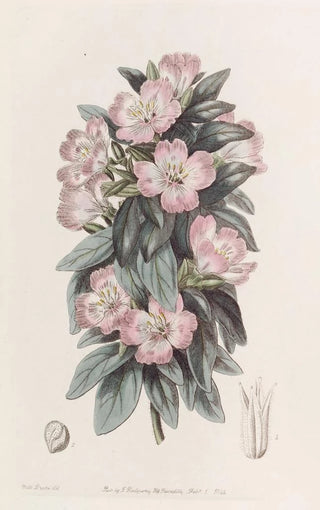 Sydenham Edwards - Whitish Godetia.webp