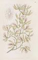 Épidendrum ailé - Sydenham Edwards — Ansicht des Kunstwerks