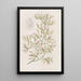 Épidendrum ailé - Sydenham Edwards — gerahmtes Bild an der Wand