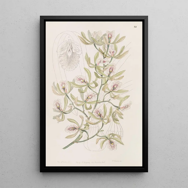 Sydenham Edwards - Winged Epidendrum.webp