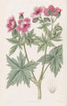 Geranie mit wolligen Blüten - Sydenham Edwards — Ansicht des Kunstwerks