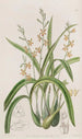 Épidendrum couleur ocre jaune - Sydenham Edwards — Ansicht des Kunstwerks