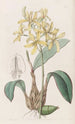 Laelia gelb - Sydenham Edwards — Ansicht des Kunstwerks