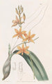 Yolkofegg Epidendrum - Sydenham Edwards — Ansicht des Kunstwerks