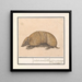 Tatou Tolypeutes matacus - Anselmus Botius de Boodt — gerahmtes Bild an der Wand
