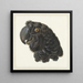 Kopf eines Kakadus - Aert Schouman — gerahmtes Bild an der Wand