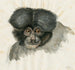 Affe-Kopf - Floris Verster — Ansicht des Kunstwerks