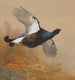 Tétras en vol - Archibald Thorburn — Ansicht des Kunstwerks
