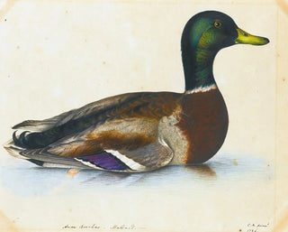 The Reverend Christopher Atkinson - Portrait Of A Mallard.webp
