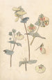 Blumenstudien - Theo Nieuwenhuis — Ansicht des Kunstwerks