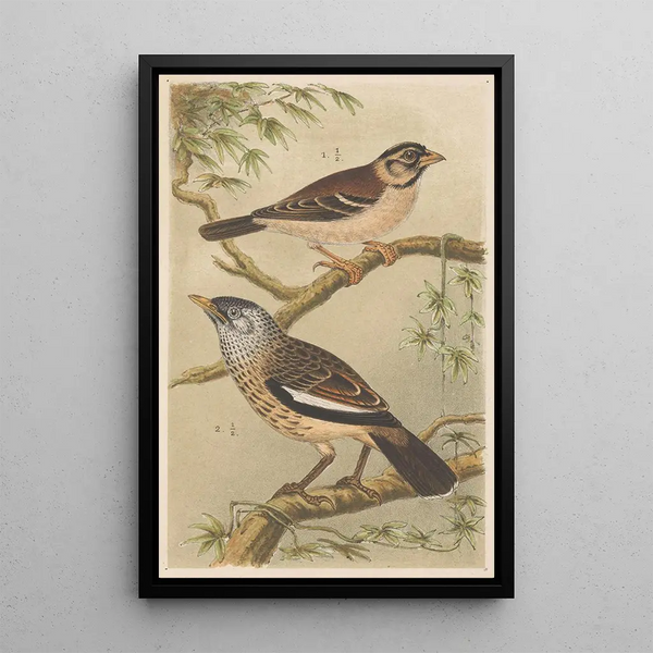 Theo van Hoytema - Two Birds On Branches.webp