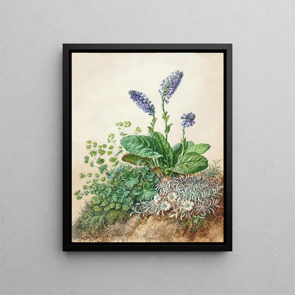 Theodor Petter - Alpine flowers.webp