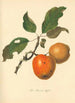 Pomme Bennett - Thomas Andrew Knight — Ansicht des Kunstwerks