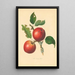 Cowarne Red - Thomas Andrew Knight — gerahmtes Bild an der Wand