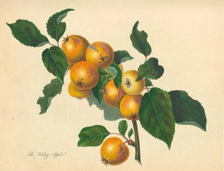 Pomme de Foxley - Thomas Andrew Knight — Ansicht des Kunstwerks