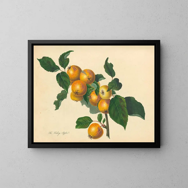 Pomme de Foxley - Thomas Andrew Knight — gerahmtes Bild an der Wand
