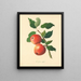 Apfel Strumpf - Thomas Andrew Knight — gerahmtes Bild an der Wand