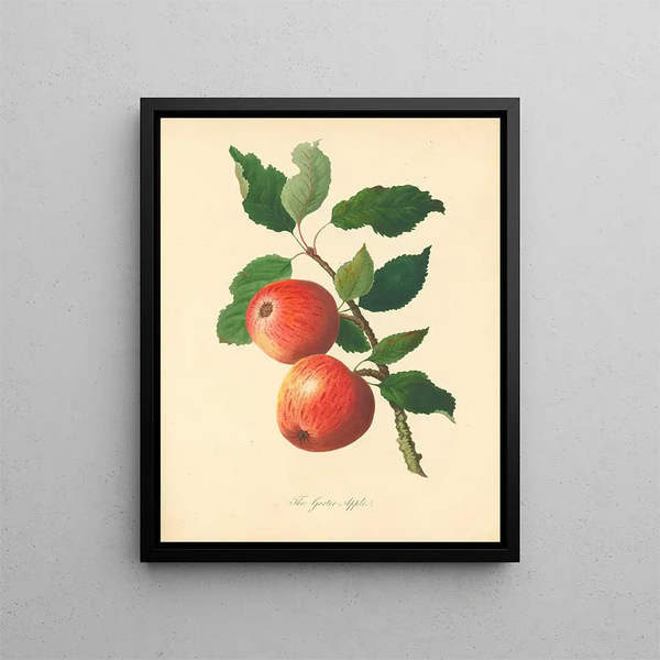 Thomas Andrew Knight - Garter Apple.webp