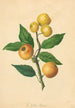 Golden Pippin - Thomas Andrew Knight — Ansicht des Kunstwerks