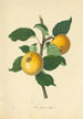 Apfel Scheune - Thomas Andrew Knight — Ansicht des Kunstwerks