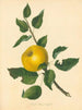 Pomme à noyau Steads - Thomas Andrew Knight — Ansicht des Kunstwerks