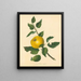 Pomme à noyau Steads - Thomas Andrew Knight — gerahmtes Bild an der Wand