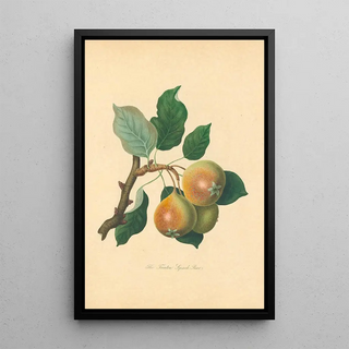 Thomas Andrew Knight - Teinton Squash Pear.webp