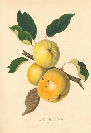Thomas Andrew Knight - Yellow Elliot.webp