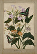 Studienblatt mit Blumen der Passion mit roten Früchten, Virginia-Tabakpflanze und Ixia mit Schwalbenschwänzen - Thomas Robins der Jüngere — Ansicht des Kunstwerks