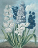 Jacinthes - Thomas Warner — Ansicht des Kunstwerks