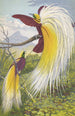 Paradisea Papuana - Thomas Waterman Wood — Ansicht des Kunstwerks