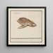 Meeresschildkröte Cheloniidae - Anselmus Botius de Boodt — gerahmtes Bild an der Wand