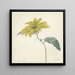 Sonnenblume - D van Alphen — gerahmtes Bild an der Wand