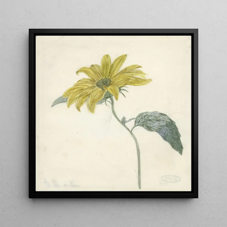 Tournesol - D van Alphen