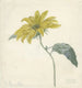 Sonnenblume - D van Alphen — Ansicht des Kunstwerks