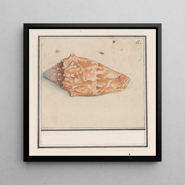 Anselmus Botius de Boodt - Roze vleugelhoorn Strombus gigas.webp