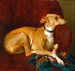 Ein Windhund, der auf einem Stuhl ruht - Jacques-Raymond Brascassat — Ansicht des Kunstwerks
