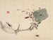 Studien der Natur: Pflanzen, Fische und Vögel, Lotusknolle mit Insekten - Urakami Shunkin — Ansicht des Kunstwerks