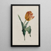 Tulpe - Valentine Bartholomew — gerahmtes Bild an der Wand