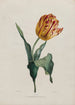 Tulpe - Valentine Bartholomew — Ansicht des Kunstwerks