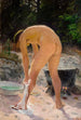 Toilette du matin - Venny Soldan-Brofeldt — Ansicht des Kunstwerks