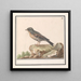 Vink Fringilla - Anselmus Botius de Boodt — gerahmtes Bild an der Wand