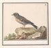 Vink Fringilla - Anselmus Botius de Boodt — Ansicht des Kunstwerks