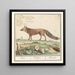 Vos Vulpes vulpes Vos Vulpes Renard - Anselmus Botius de Boodt — gerahmtes Bild an der Wand
