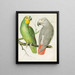 Papagei Amazonas - W. A. Blakston — gerahmtes Bild an der Wand
