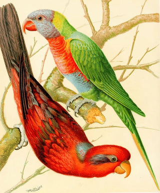 W A Blakston - Blue Striped Lory Blue Mountain Lory.webp